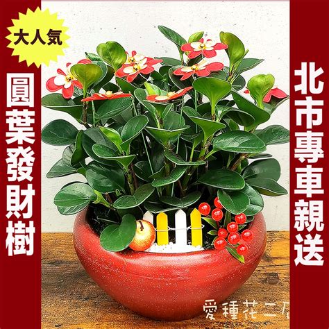 圓葉發財樹|圓葉發財樹：喚醒家庭財運的綠意名品 – 植物盆栽綠寶典